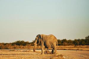 zijaanzicht. olifant is overdag in het wild foto