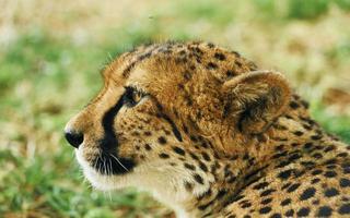 close-up zicht op cheetah die buiten op het groene gras ligt foto