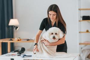 op de tafel. schattige kleine hond is in de trimstudio foto