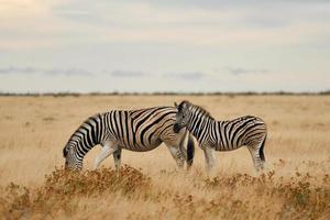 eten en wandelen. zebra's in het wild overdag foto