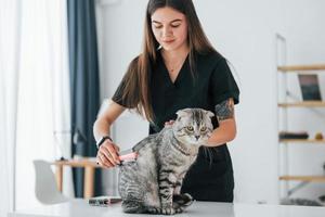 haarverzorging. scottish fold cat is in de trimsalon met vrouwelijke dierenarts foto