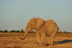 zijaanzicht. olifant is overdag in het wild foto