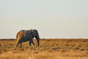 olifant is overdag in het wild foto