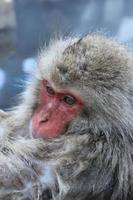 sneeuw aap close-up foto