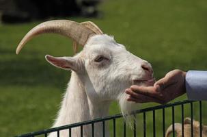 geit bij kinderboerderij wordt met de hand gevoerd foto