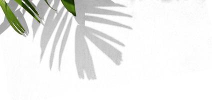 palmbladtak met schaduw op witte muurachtergrond foto