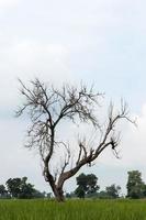 bomen zonder bladeren. foto