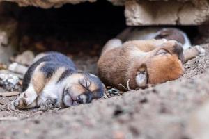 vergrote weergave van twee Thaise puppy's die op de grond liggen in de buurt van een betonnen hol. foto