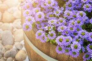 decoratieve paarse bloemen in houten vaten op Israëlische straten foto