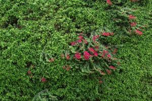 achtergrond met roze bloemen van bougainvillea op groene boombladeren foto