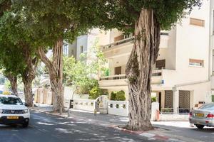 tel aviv, israël, 8 mei 2022. grote ficus of banyanbomen met gedraaide wortels op tel-aviv straat foto