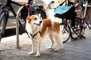 droevige aangelijnde hond wacht op eigenaar voor een winkel foto