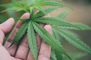 marihuanablad cannabisplant boom groeit op de achtergrond van de natuur - hennepbladeren met de hand plukken voor extract medische gezondheidszorg foto