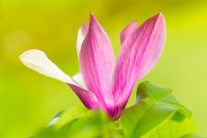 magnolia bloem close-up