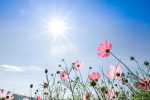 mooie kosmosbloem met blauwe lucht de zonnige achtergrond foto