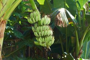 een tros bananen aan een bananenboom foto