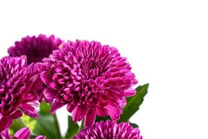 close up paarse chrysant foto