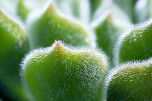 harige cactus close-up