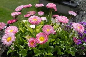 kustmadeliefje, erigeron glaucus ker gawi, bloeiend in thurlestone devon foto