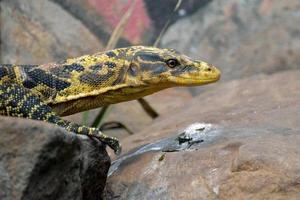 london, uk, 2013. Filippijnse watermonitor foto