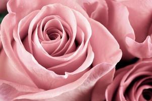 roze bloemen close-up foto