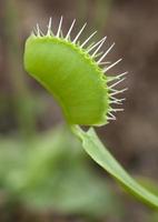 venus flytrap close-up