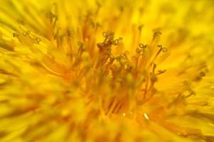 gele bloem close-up foto