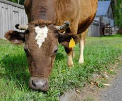bruine koe die gras eet in een dorp. foto