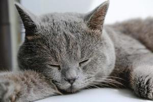 Britse korthaar kat slapen of rusten. foto