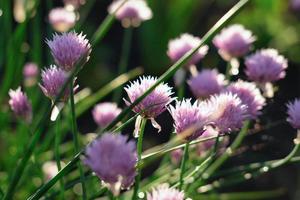 bloembollen van wilde ui. allium bloem. foto