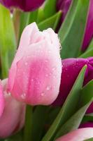 roze tulp close-up