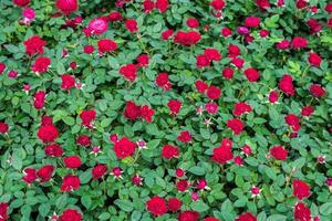 rode rozen close-up