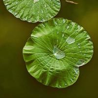 vredig en kalm concept. samenstelling van groene lotusbladeren met regendruppel in het meer. De details van lotusbladeren over water. foto