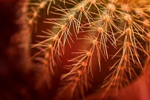 cactus- close-up
