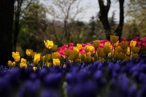 kleurrijke tulp in bloementuin foto