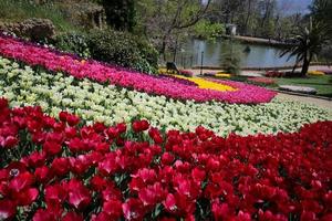 kleurrijke tulpen in emirgan park, istanbul, turkije foto