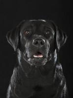 zwarte labrador retriever foto