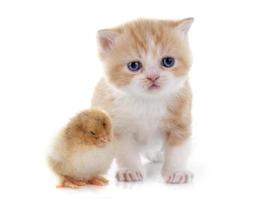 Perzisch kitten en kuiken