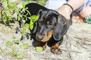 teckel pup close-up portret. foto