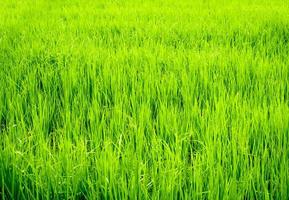 rijstveldlandschap op het platteland, groene achtergrond foto
