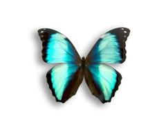 vlinder morpho foto