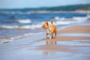 schattige rode chihuahua hond op het strand foto