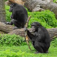 twee chimpansees buiten op grote bomen foto