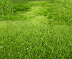 abstract vervagen bokeh gazon natuur groen planten achtergronden geschikt voor grafisch ontwerp tuinieren huisinrichting landbouw ontspannen natuur opvul tekst foto
