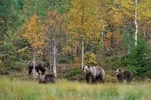 bruine berenfamilie in de herfst