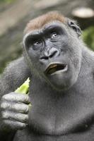 gorilla foto