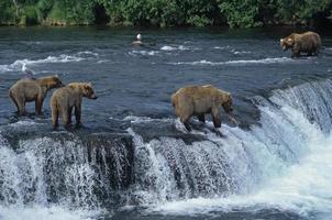 grizzly met haar welpen bij waterval, grote man nadert.