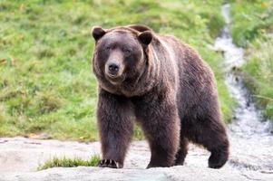 bruine beer die naar camera loopt foto