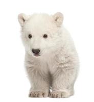 ijsbeerwelp, ursus maritimus, 3 maanden oud, staand