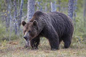 braunbaer, ursus arctos, bruine beer, op zoek naar voedsel